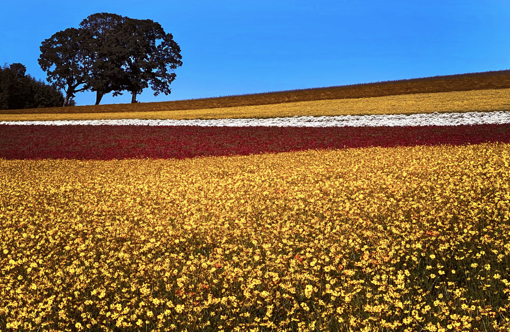 'The Hills are Alive' with flowers